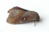 Dendrolimus pini